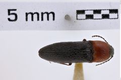 Foto (Dorsalansicht) von Melanotus leonardi (LeConte, 1853) (NHMW-ZOO-COL-0007792)